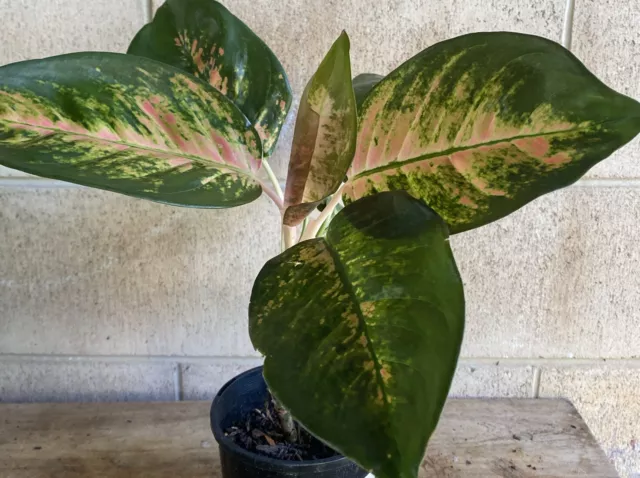 Aglaonema Pink Cochin Chinese Evergreen, Plant