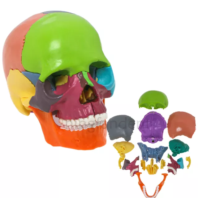 Anatomy Skull Model 15 Parts Human Anatomy Exploded Skull Detachable Palm-Sized