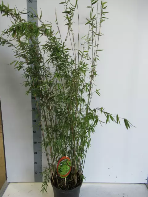Fargesia jiuzhaigou 1 - Jade Bambus - Roter Bambus - Heckenpflanze