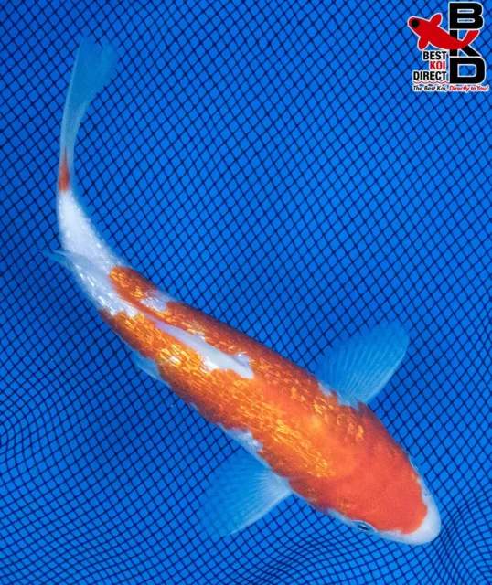 8" GINRIN KOHAKU Live Koi Fish Garden Pond Fin BKD 11/14