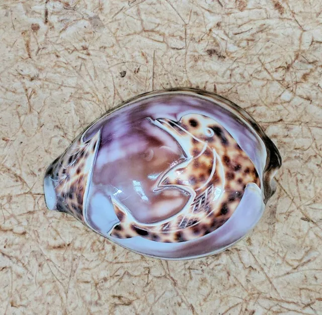 Tiger cowrie shell w hand carved dolphin NAUTICAL beach decor / wedding / home