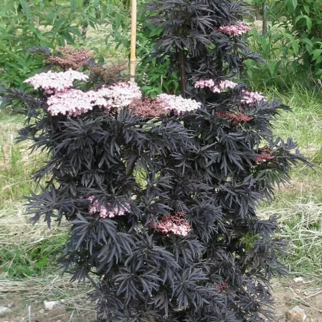 Sambucus nigra 'Laced up' - Sureau pourpre colonnaire