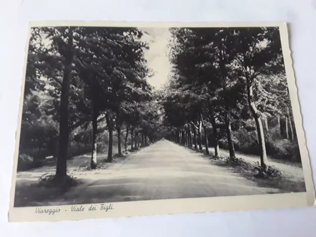 Cartolina Originale 1939 Viareggio - Viale dei Tigli