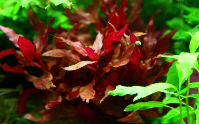 Alternanthera reineckii 'Rosanervig' - Topf rote Aquareinpflanze Tropica 023D