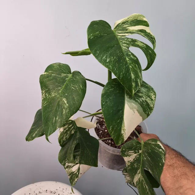 Monstera Deliciosa Albo Variegata , 30.4.25   EXACT PLANT