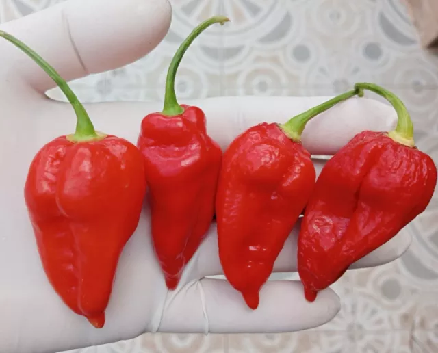 Bhut Jolokia Strain 1, poivre fantôme, 10+ graines de piment