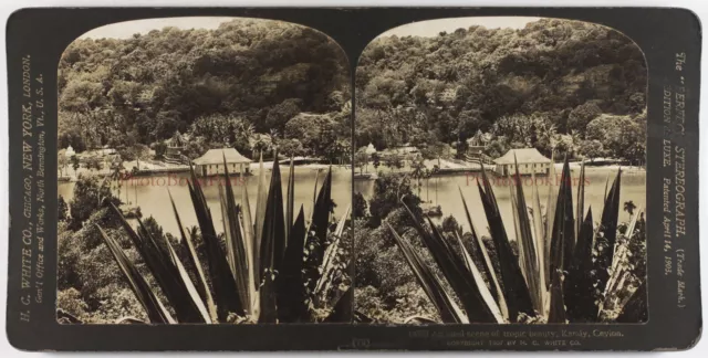 Sri Lanka Ceylon Garten Kandy 1907 Foto Stereo Vintage P74L7n