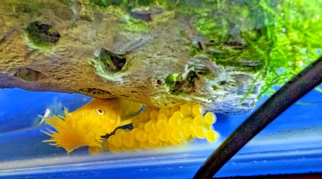 Albino Bristle Nose Bushy Pleco  1  1/2 inch