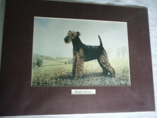 Welsh Terrier dog print, mounted for framing