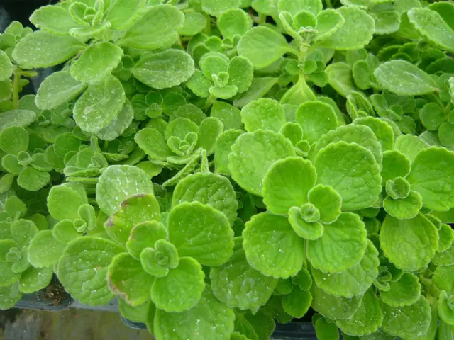 Vicks Plant 2 plants grow your own medicine/houseplant FREE SHIPPING!
