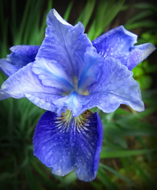 Siberian Iris  Seeds Set Of 30