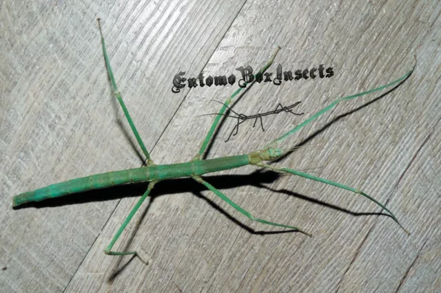 MEDAUROIDEA EXTRADENTATA "BLUE" ♀ 24 Huevos / Eggs - Stick insect / Insecto palo