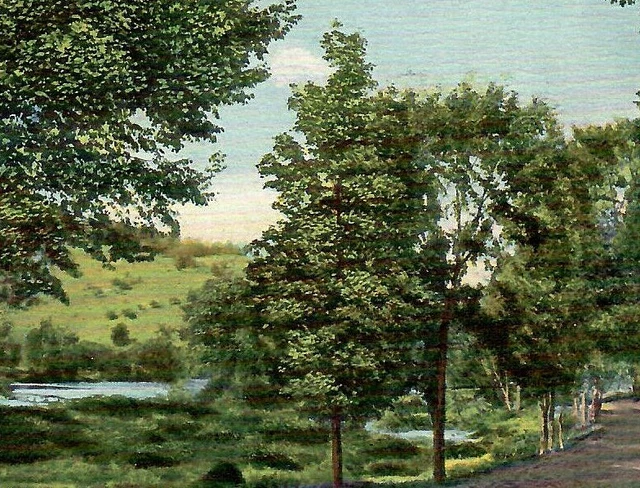 Vintage Postcard On the Road to Prattsville Catskill Mountains Trees New York NY
