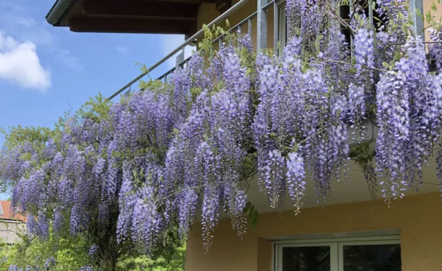 Blauregensamen (Wisteria sinensis)