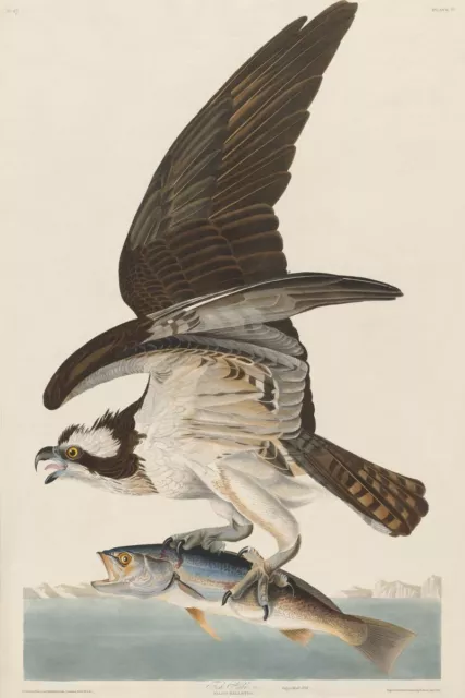 Osprey and Weakfish, John James Audubon Vintage Bird Poster Art Print A3 A4 A5