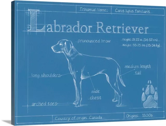 Blueprint Labrador Retriever Canvas Wall Art Print, Dog Home Decor