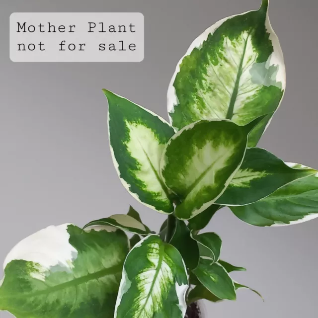 RARE - Dieffenbachia Camilla - Trim/Edge Variegated - Full Plant, Potted RARE - Dieffenbachia Camilla - Trim/Edge Variegated - Full Plant, Potted