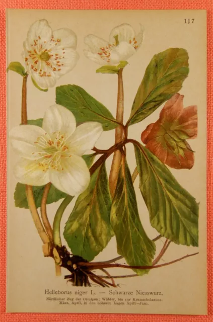 Schneerose Christrose Schwarze Nieswurz Helleborus niger Lithographie 1897 Alpen