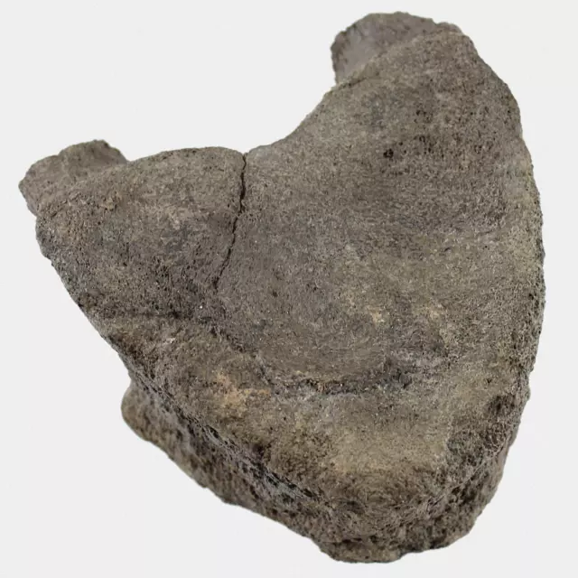 Fossil Proboscidea Vertebra Lumbalis Corpus Vertebrae Quartär Pleistozän