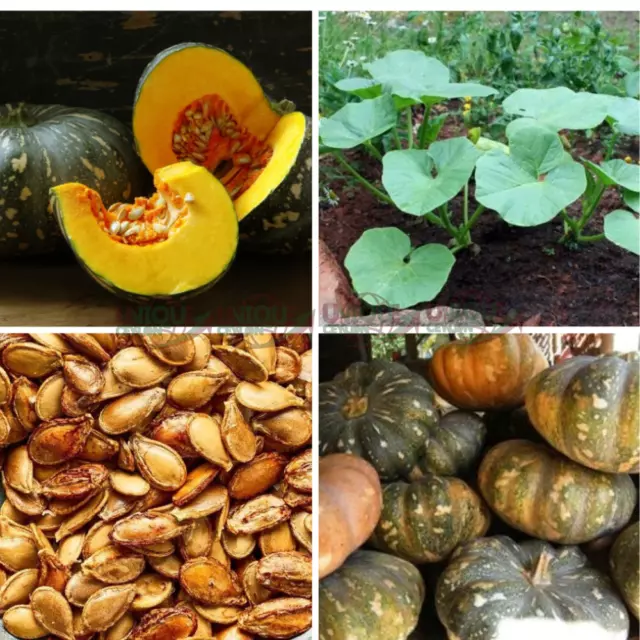 Pumpkin 100+ Seeds Vegetable 100% Natural Organic Plant Seeds Ceylon