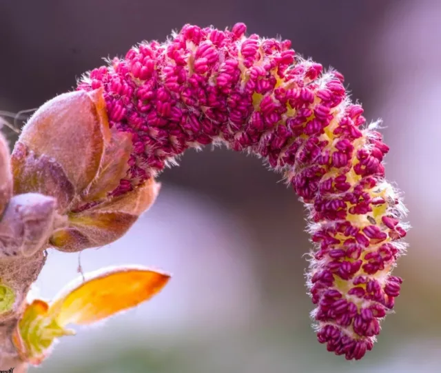 1 de Plante Populus alba (Peuplier Blanc)