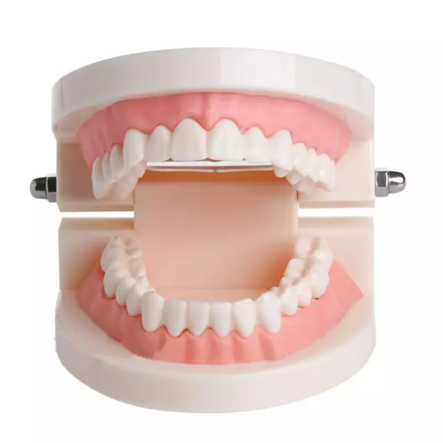fr PVC Tooth Implant Model Useful Standard Small Dental Model Medical Teaching A
