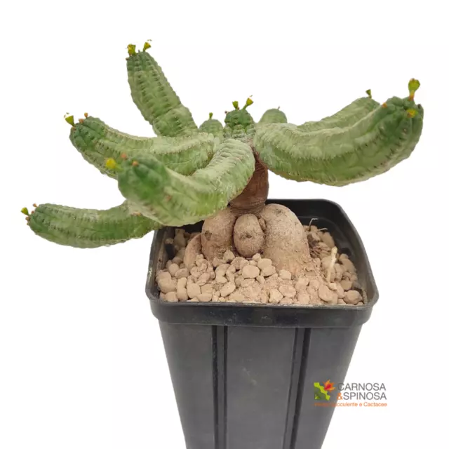 EUPHORBIA PSEUDOGLOBOSA Ø10CM - cactus - succulente - piante grasse vere  EUR 6,00 - PicClick IT