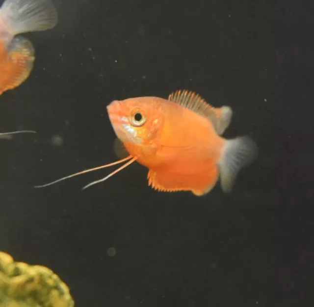 Live Red Honey Dwarf Gourami (Pack of 2 Freshwater Aquarium Fish) PLS READ DESCR