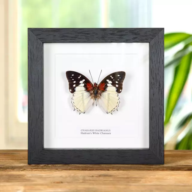 Hadrian's White Charaxes Butterfly Taxidermy In Box Frame (Charaxes hadrianus)