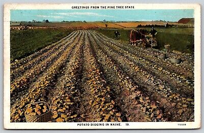 Postcard Greetings from the Pine Tree State, Potato Digging in Maine 1928 L176