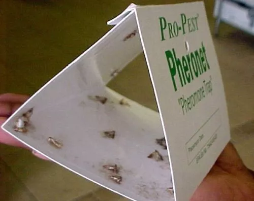 Pantry Moth Traps Indian Meal Moth Traps (12 pack ) Bird Seed Flour Moth Traps
