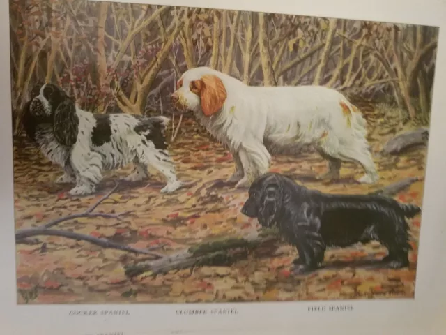 Louis A Fuertes COCKER CLUMBER FIELD SPANIEL bookplate 1919 National Geographic