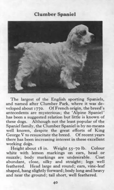 Clumber Spaniel - 1970 Vintage Dog Art Photo Print - Matted GIFT