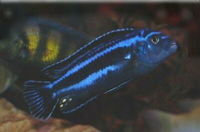 Melanochromis Maingano African Cichlid 1.5"