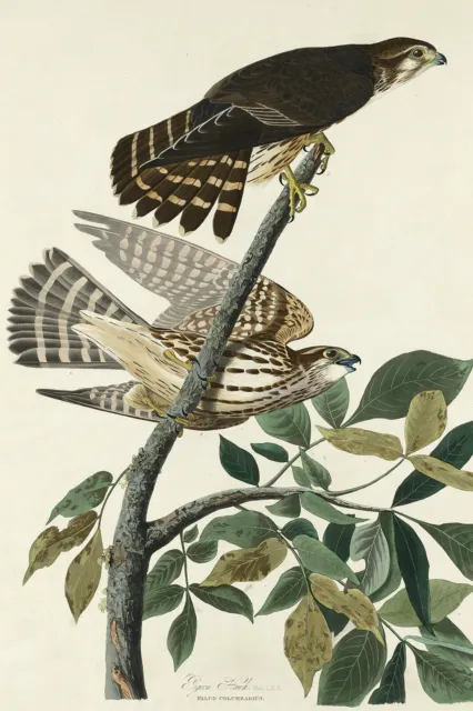 John James Audubon - Pigeon Hawk (1830) Birds of America Poster Painting Print