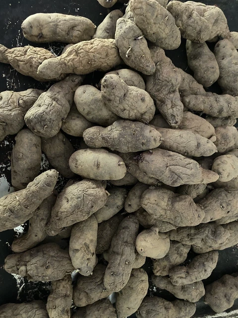 Sementi Seme Semina Tuberi Tubero Patate Patata Viola Vitellotte Origine Peru 30