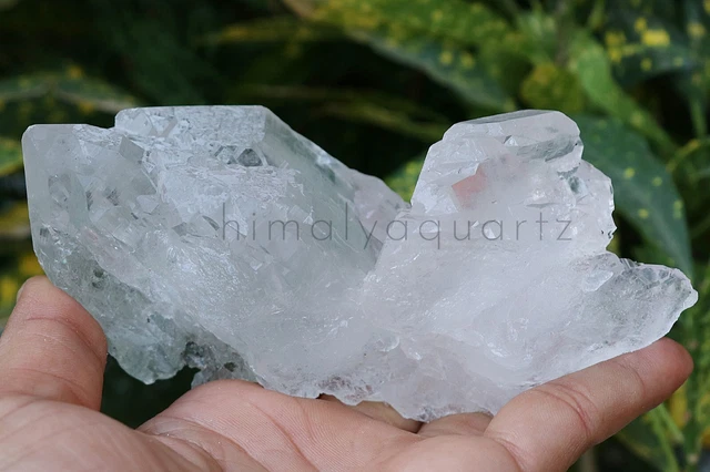 Crâne De Dragon Sculpté En Quartz Fantôme - Pierre De Guérison 12,95 Kg - Pièce Unique