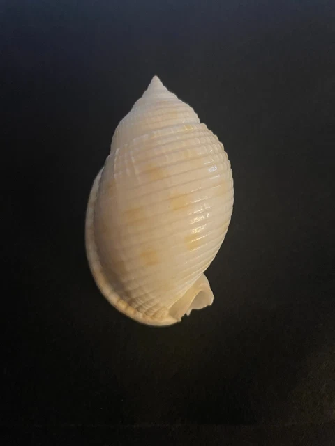 Muscheln & Schnecken, Mineralien & Fossilien, Sammeln