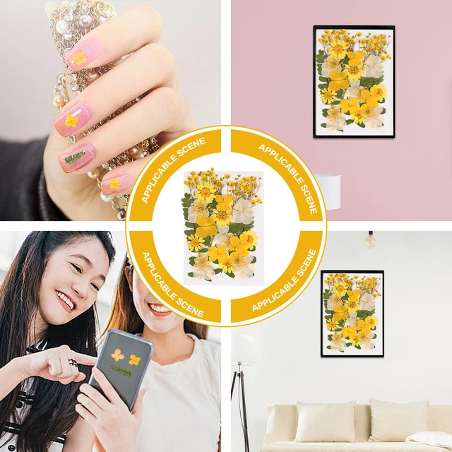 Aproximadamente 31 un. pétalos de flores secas reales prensadas coloridas flores prensadas para hágalo usted mismo C