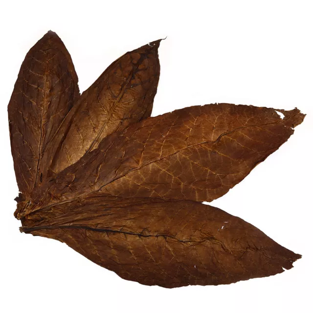 Kentucky Fire Cured Smoked Rohtabak Blätter Naturtabak Tabakblätter Tobacco
