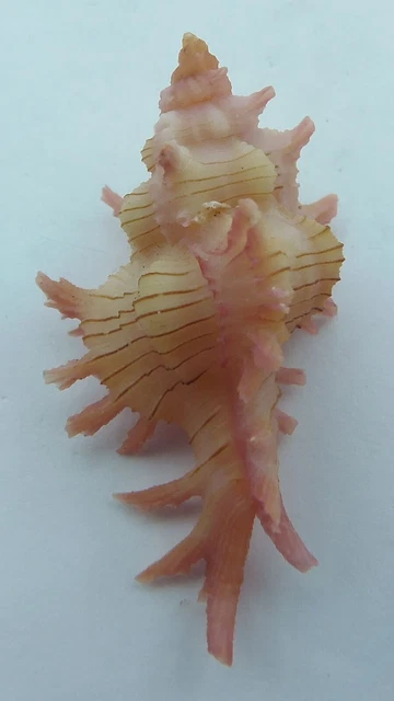 Colgante conchas artesanales Murex Chicoreus aculeatus Sailors Valentine