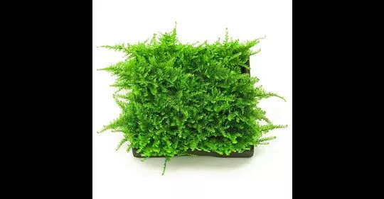 Vesicularia montagnei Mousse pour Aquarium ou Terrarium Buy 2 1 FREE pot 7cm 2