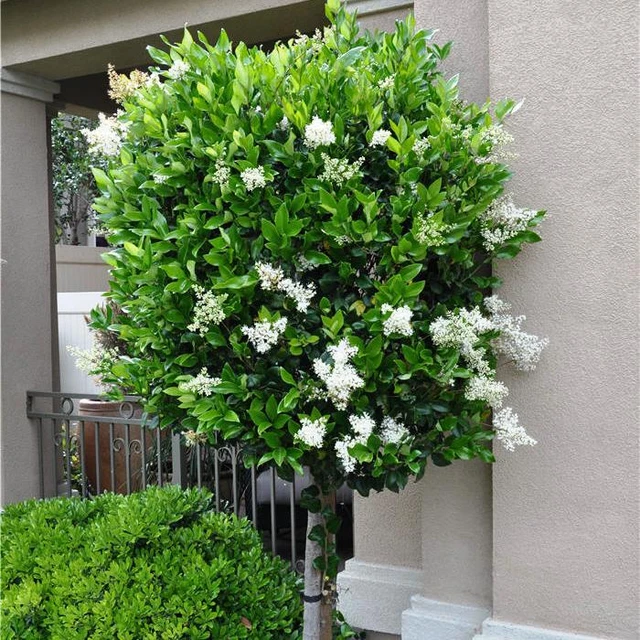 LIGUSTRUM JAPONICUM TEXANUM Echter Japanischer Liguster winterhart - 66666  EUR 29,99 - PicClick DE