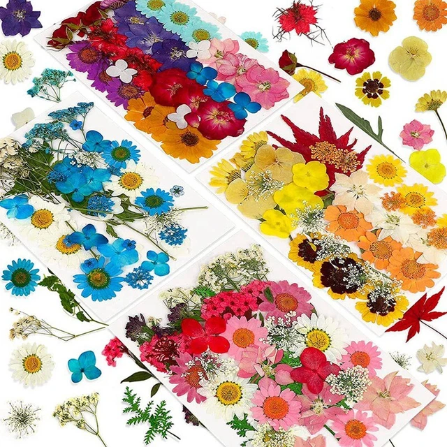 144 ud. flores secas prensadas naturales para resina, flores secas K6W9