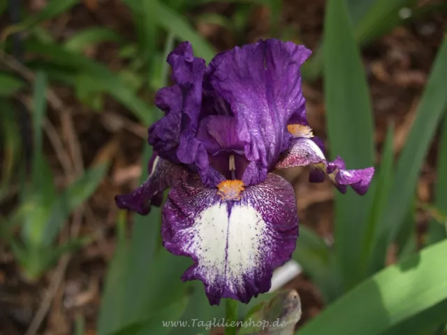 Schwertlilie / Iris " Guru "