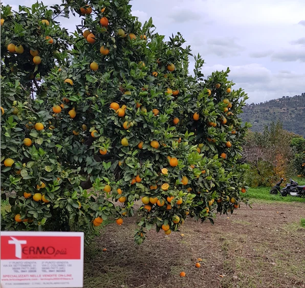 Arance di sicilia Tarocco bio naturali spremuta tavola pezzatura media 15