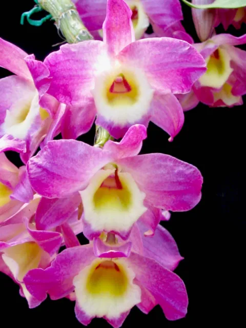 Beautiful Softcane Orchid Dendrobium Hoshimusume "Ruby Blossom"
