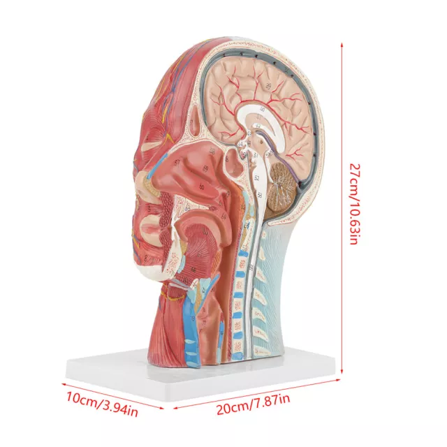 Anatomical Life Size Head Brain Neck Section Study Model ESA 2