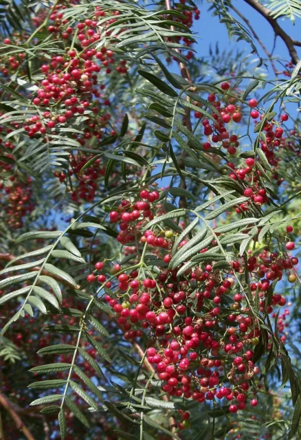 SAMEN peruanischer Pfeffer Baum erfüllt seine Umgebung mit einem würzigen Duft