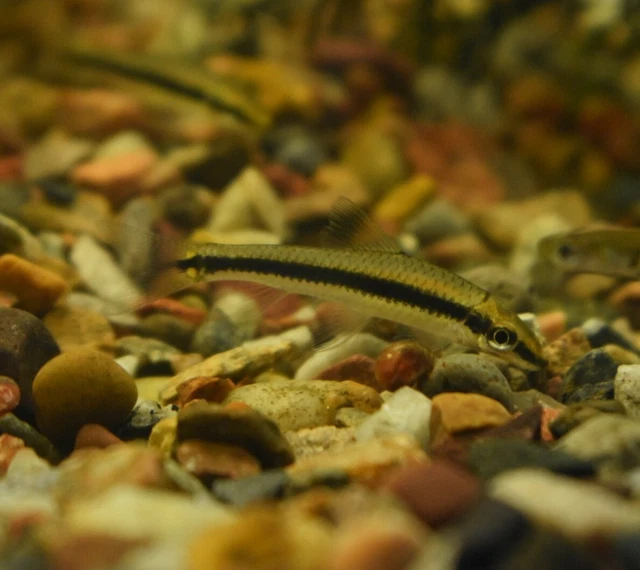 Live Siamese Algae Eater 1.5" (Pack of 3 Tropical Aquarium Fish) PLS READ DESCR 4